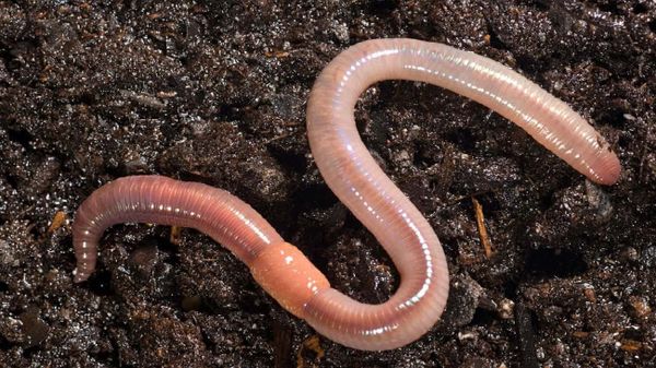 earthworm