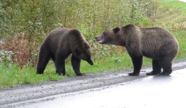 Two Bears Brawl in the Middle of a Highway as a Wolf Watches Quietly from a Distance