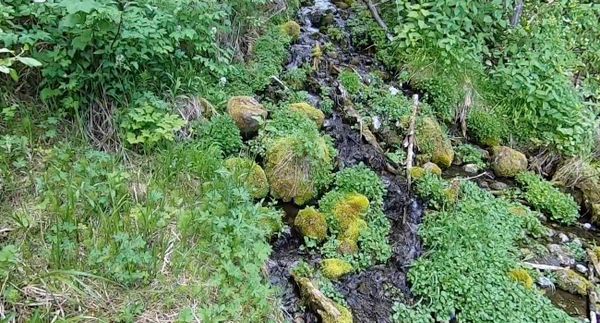 beaver_ponds_pitchstone_waters_idaho