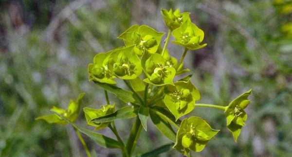 Facts About Leafy Spurge
