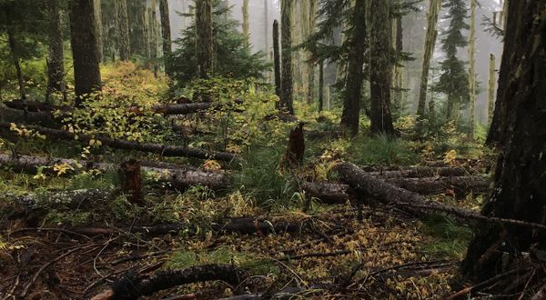If a Tree Falls in the Forest...?
