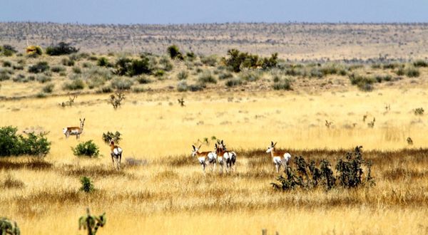 Using Cows to Improve Wildlife Habitat and Increase Pronghorn