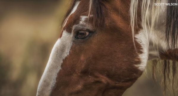 The Life and Legend of America's Most Famous Wild Horse