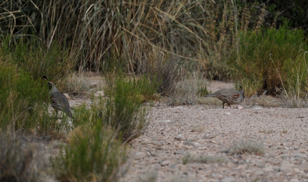 circle_ranch_quail