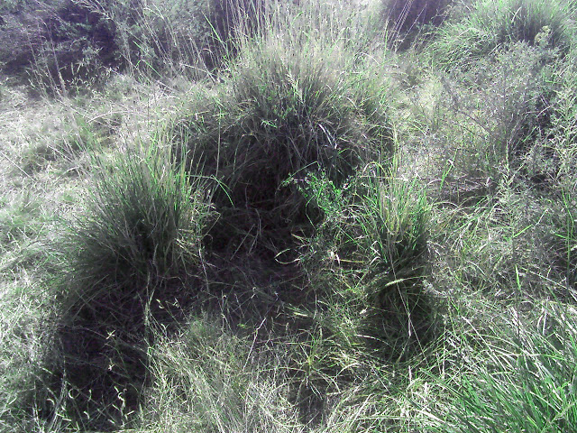 Circe Ranch - Grazing Giant Sacaton by "Cowboy Bob" Kinford