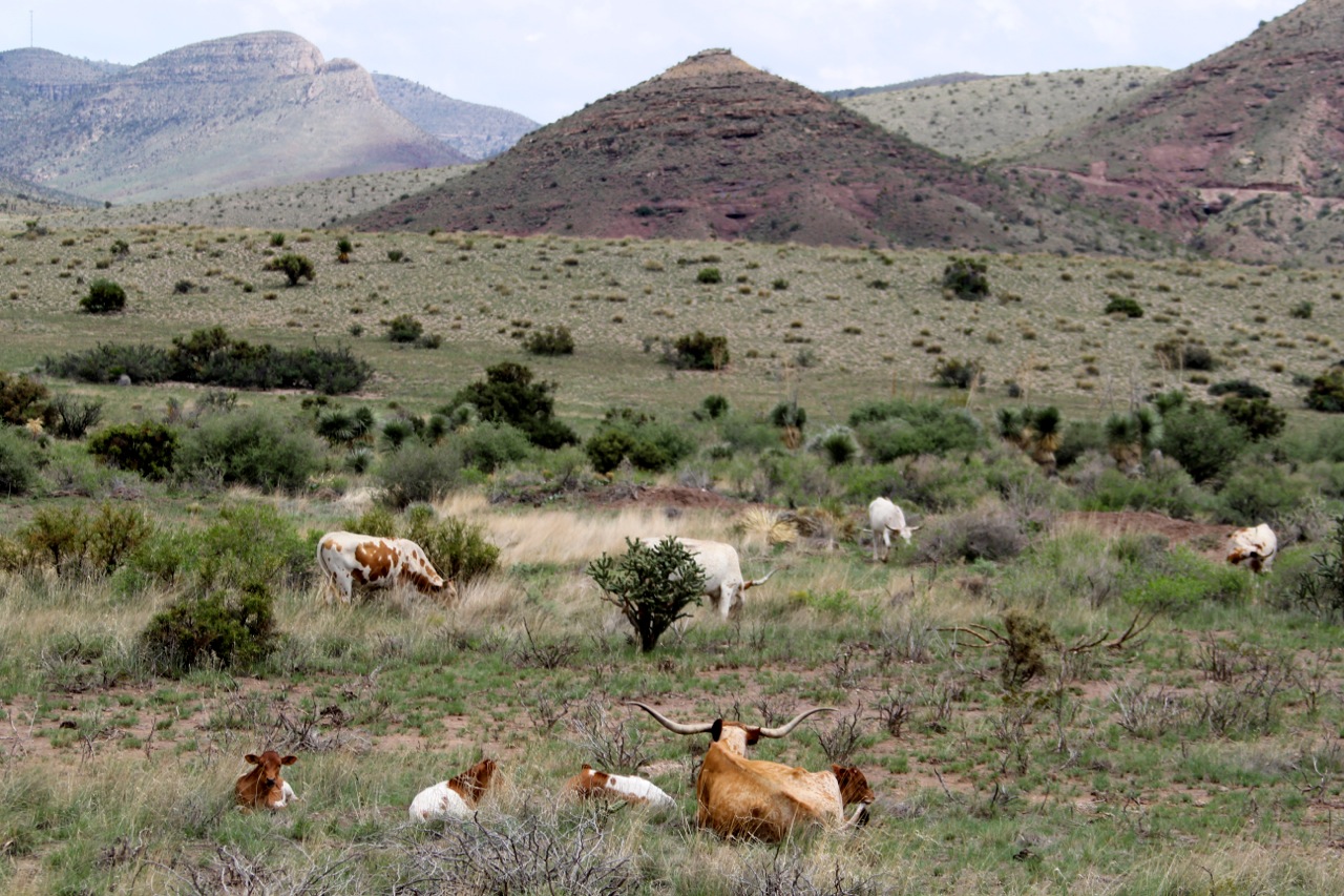 circle_ranch_longhorn_1