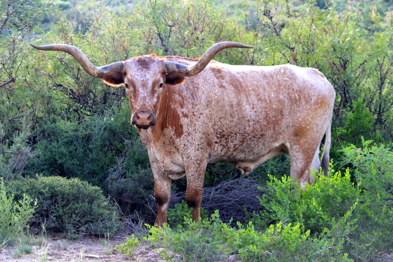 circle_ranch_longhorn_2