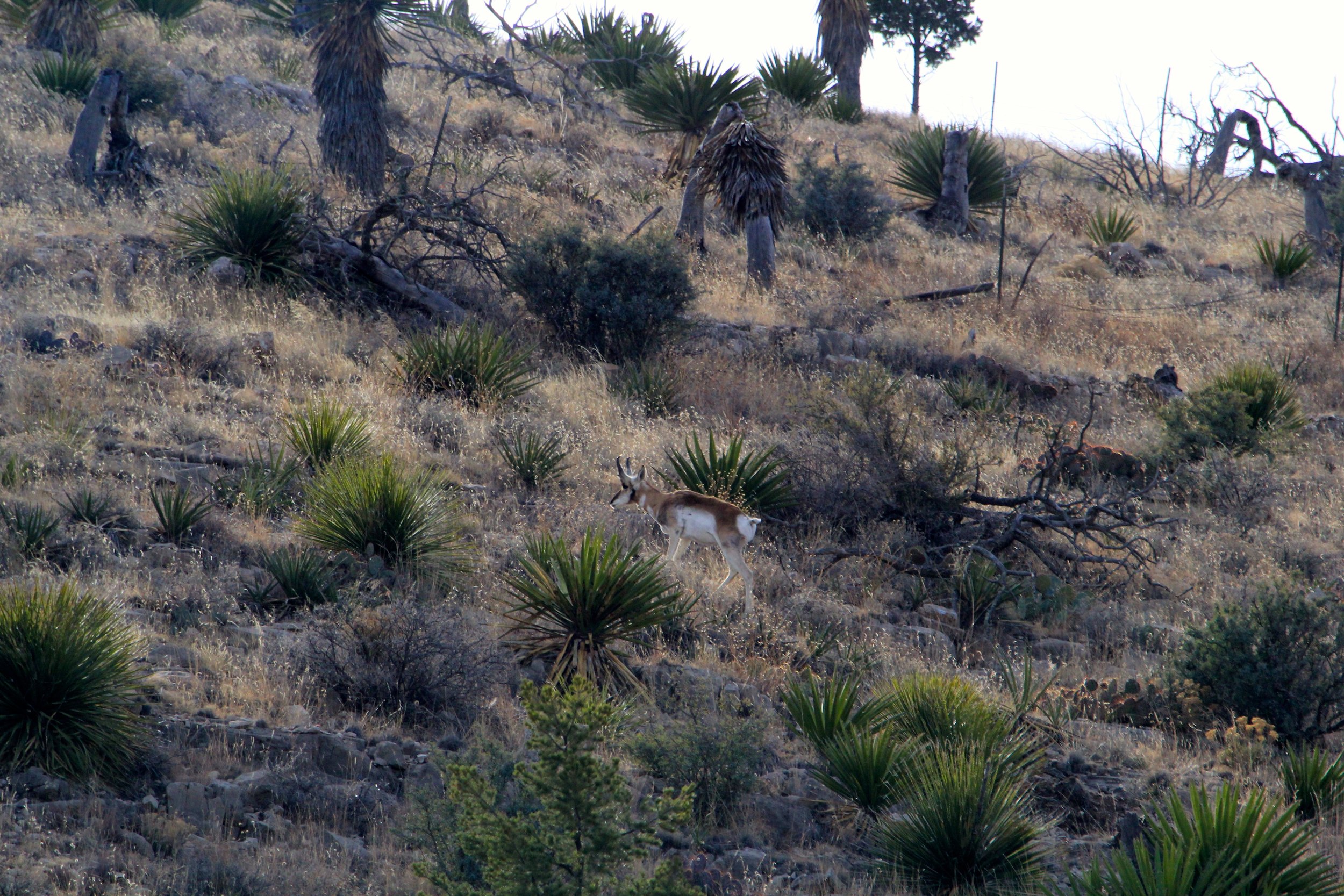 circle_ranch_wildlife_february_2014_1