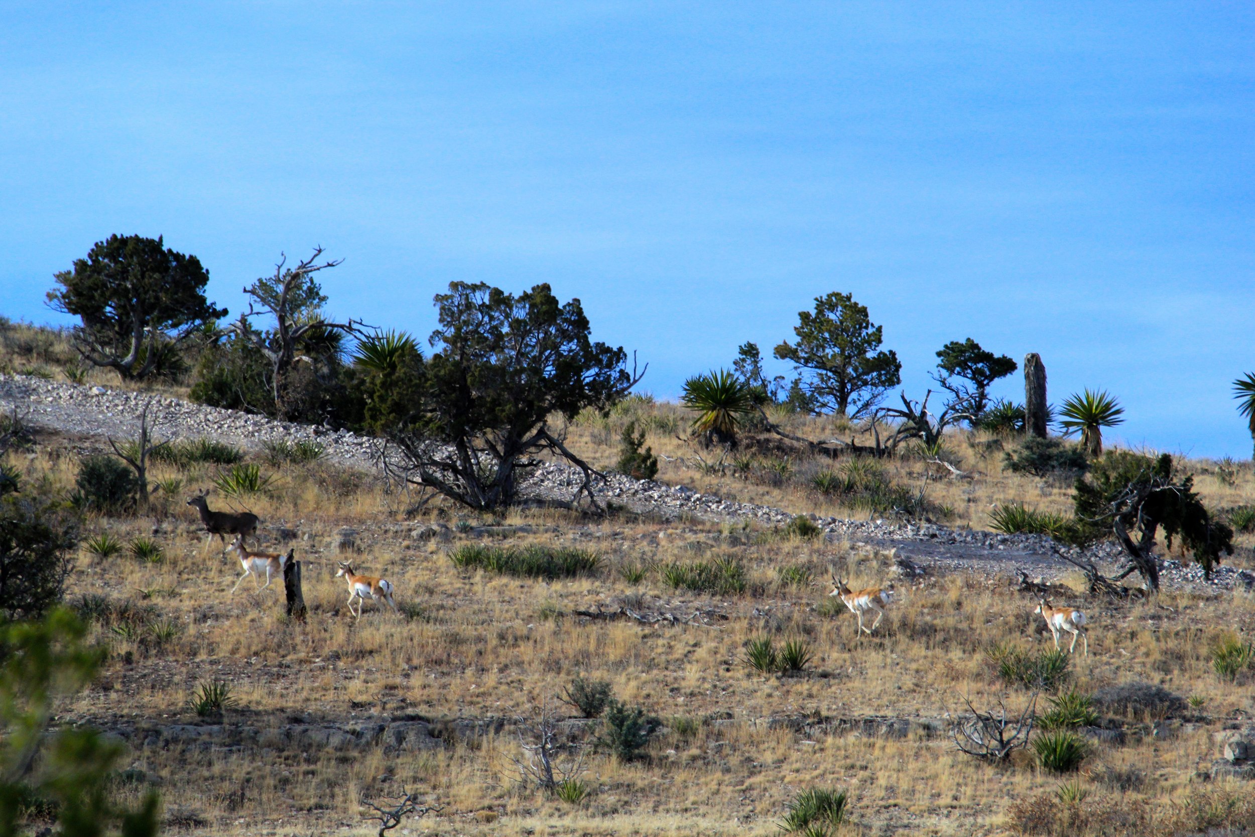 circle_ranch_wildlife_february_2014_3