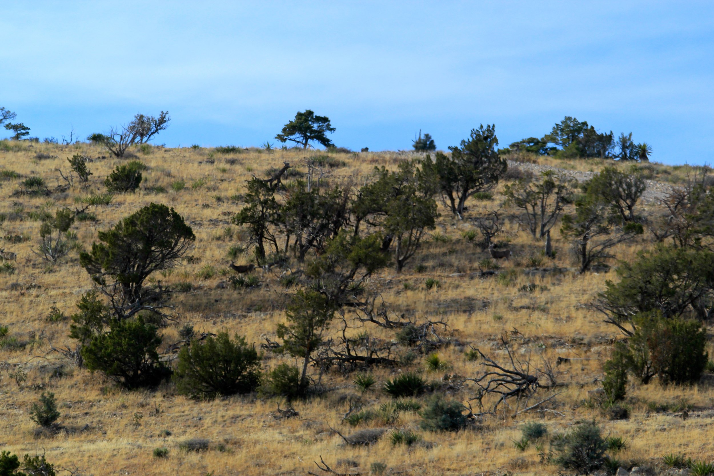 circle_ranch_wildlife_february_2014_4