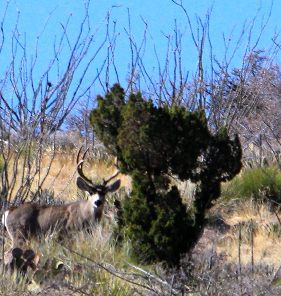 circle_ranch_wildlife_february_2014_5