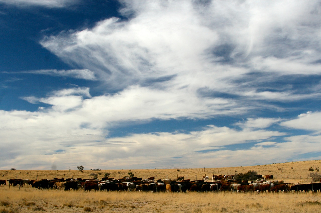 circle_ranch_tx_quail_4