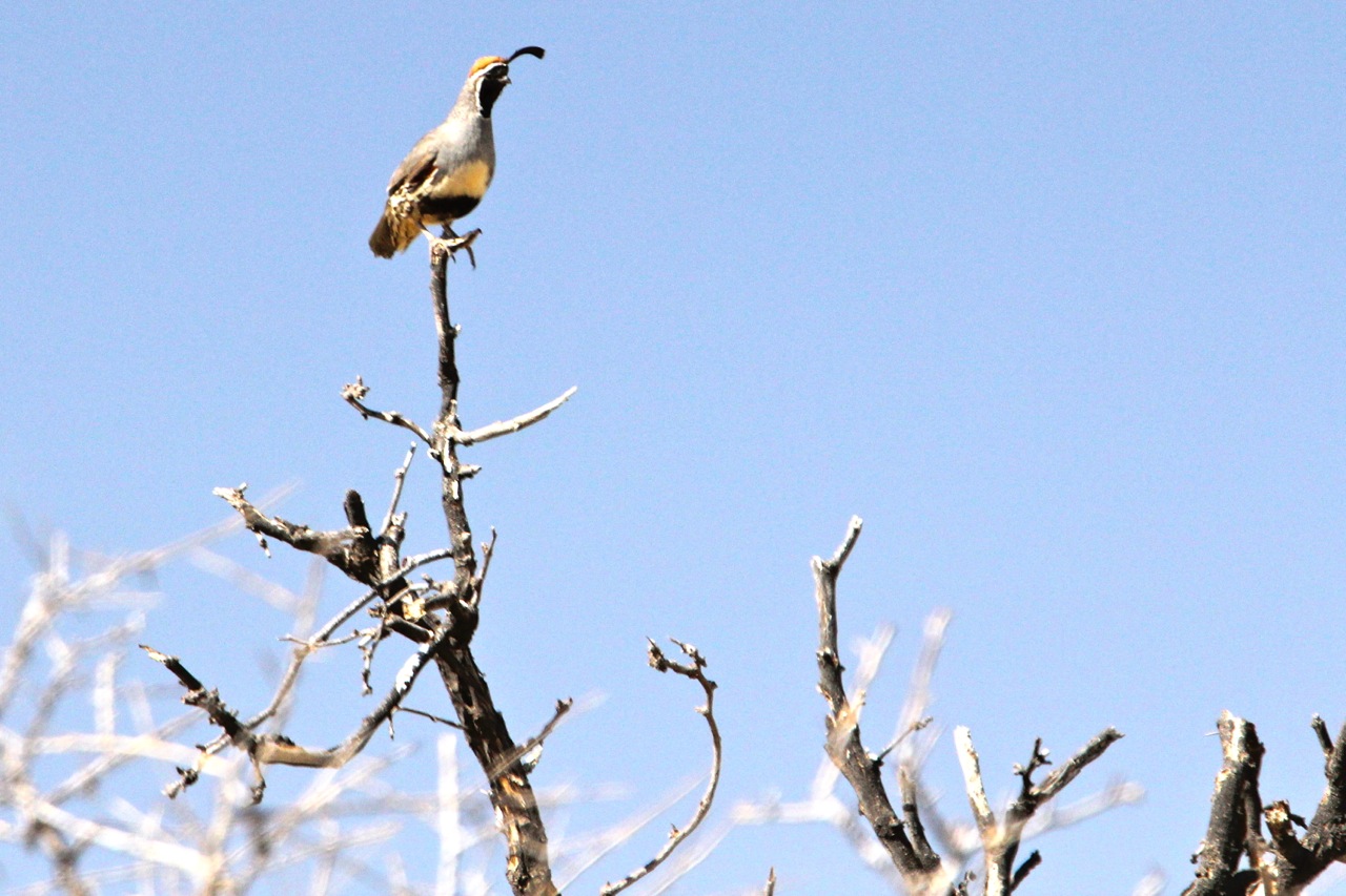 circle_ranch_tx_quail_5