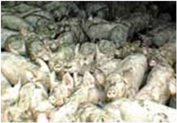 circle-ranch-feral-pigs-2