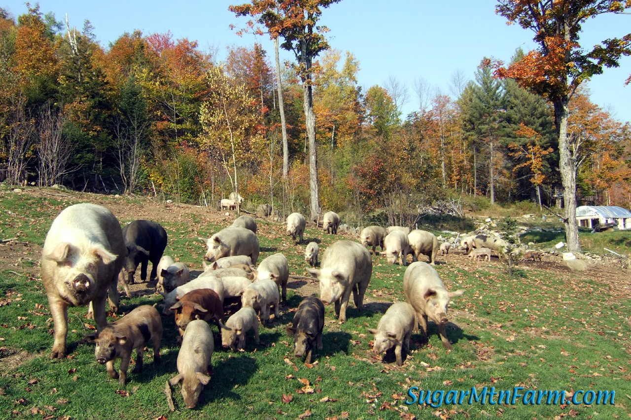 PigsFall2007-6235