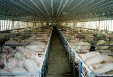 factory_farms-380x259