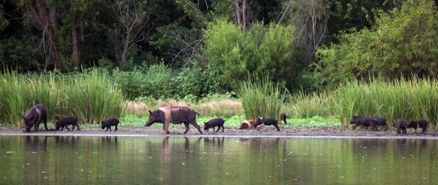 feral hogs texas