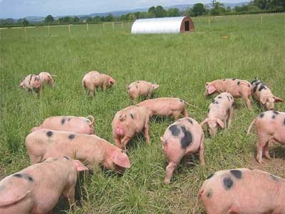 free-range-pigs