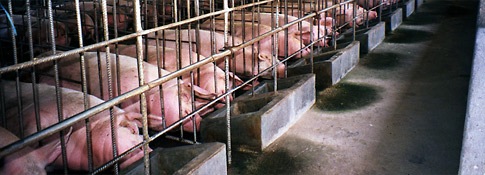 intensive_pig_farming_175_tcm30-1463
