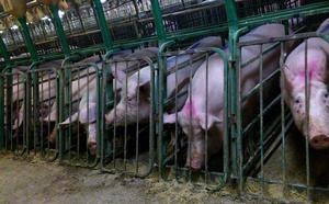 manitoba_pig_3
