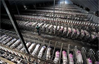 pigs-for-miles