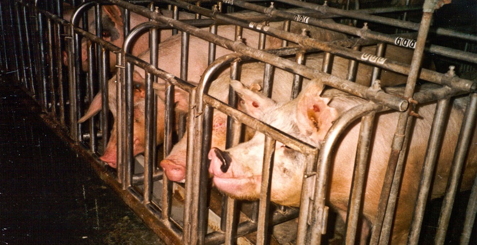 pigs10_300_1