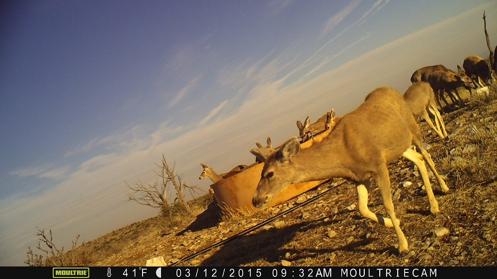 mule_deer_circle_ranch_texas