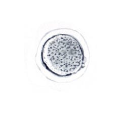 Microscopic3