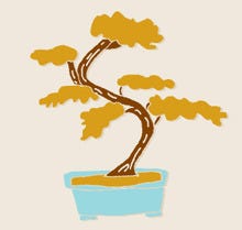 Bonzai