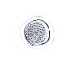 Microscopic2