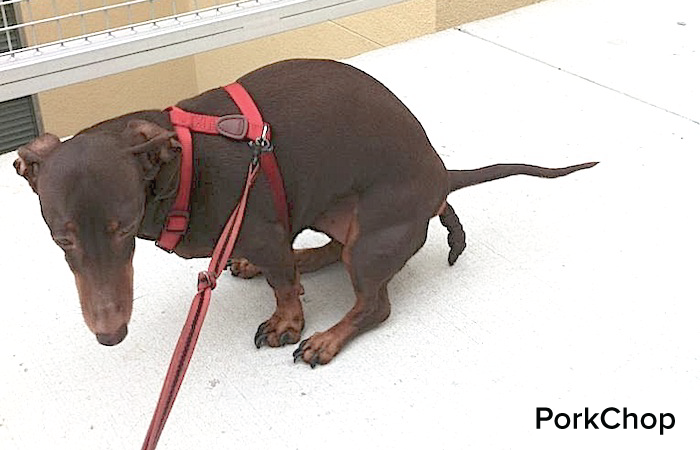 Porkchop