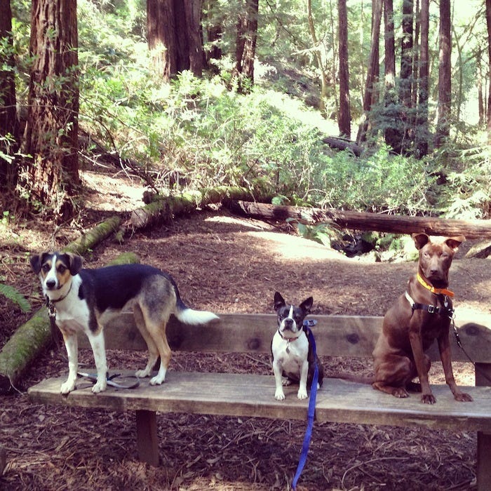 Redwood_regional_dogs