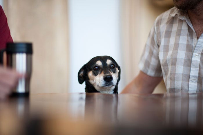 Dog