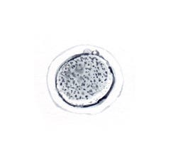Microscopic