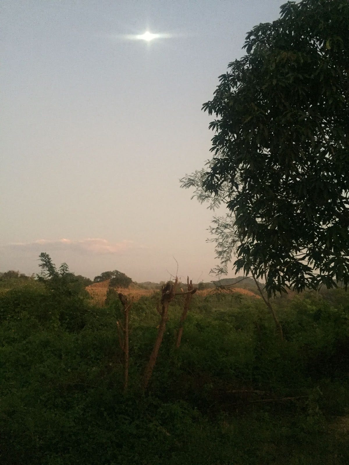 A landscape in the mid-morning or early evening: a grassy field (and a tall tree) in the foreground transitions into dry grass, all on slightly hilly ground. Faint wispy clouds hang low in the sky in the distance and the sun still shines above them.