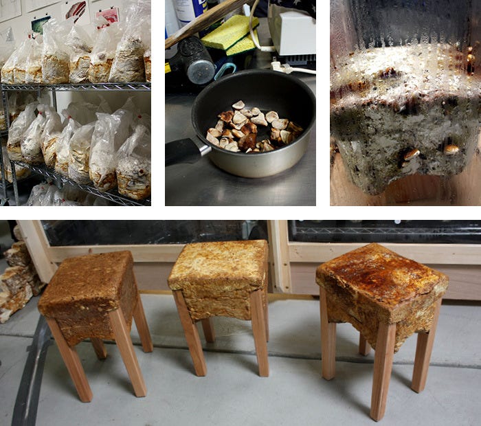 Fungal_3