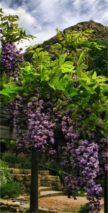 Introflowers