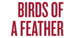 Birds2