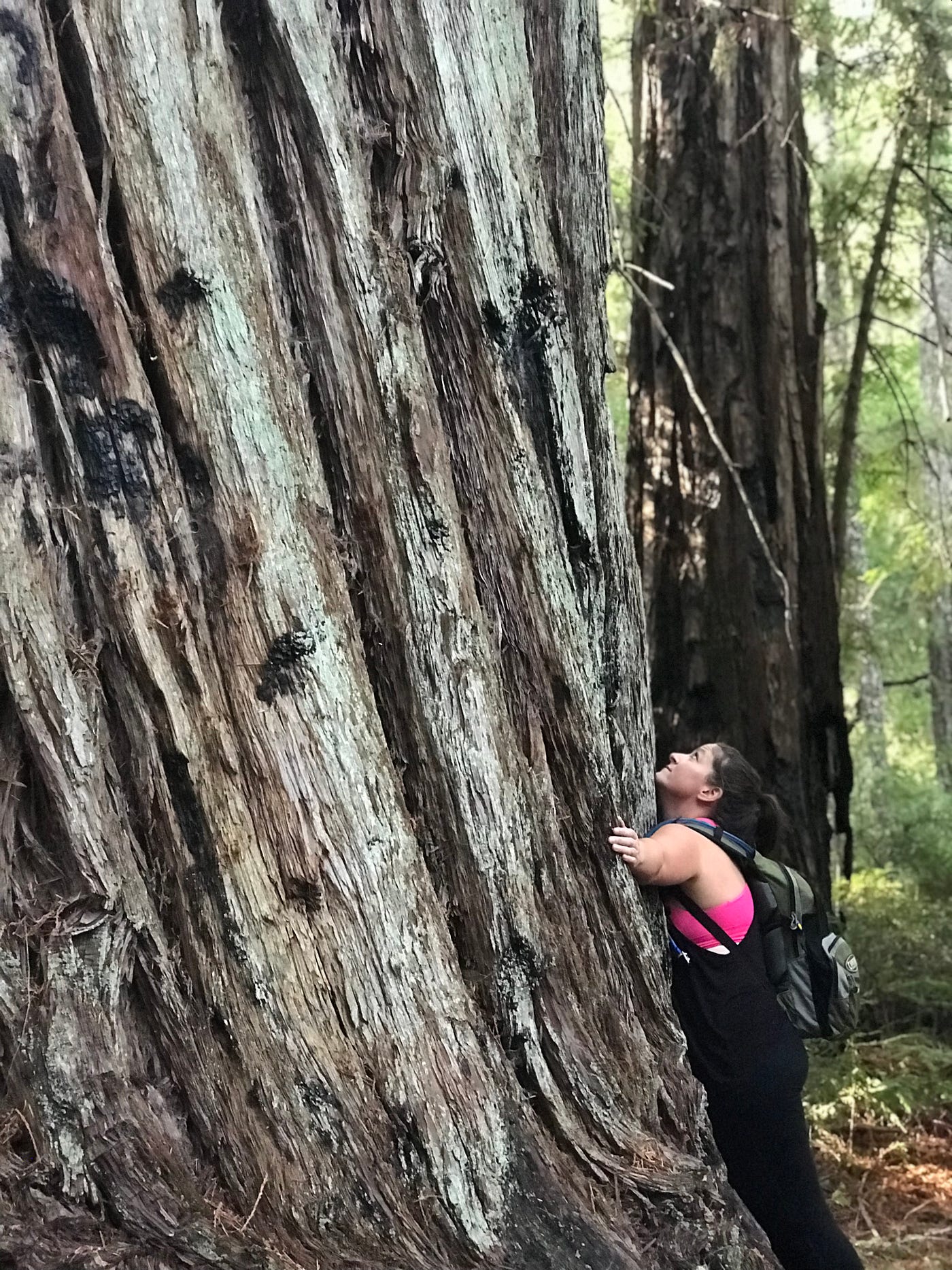 A person standing against a huge redwood truck with their arms outstretched to show how large the trunk is.