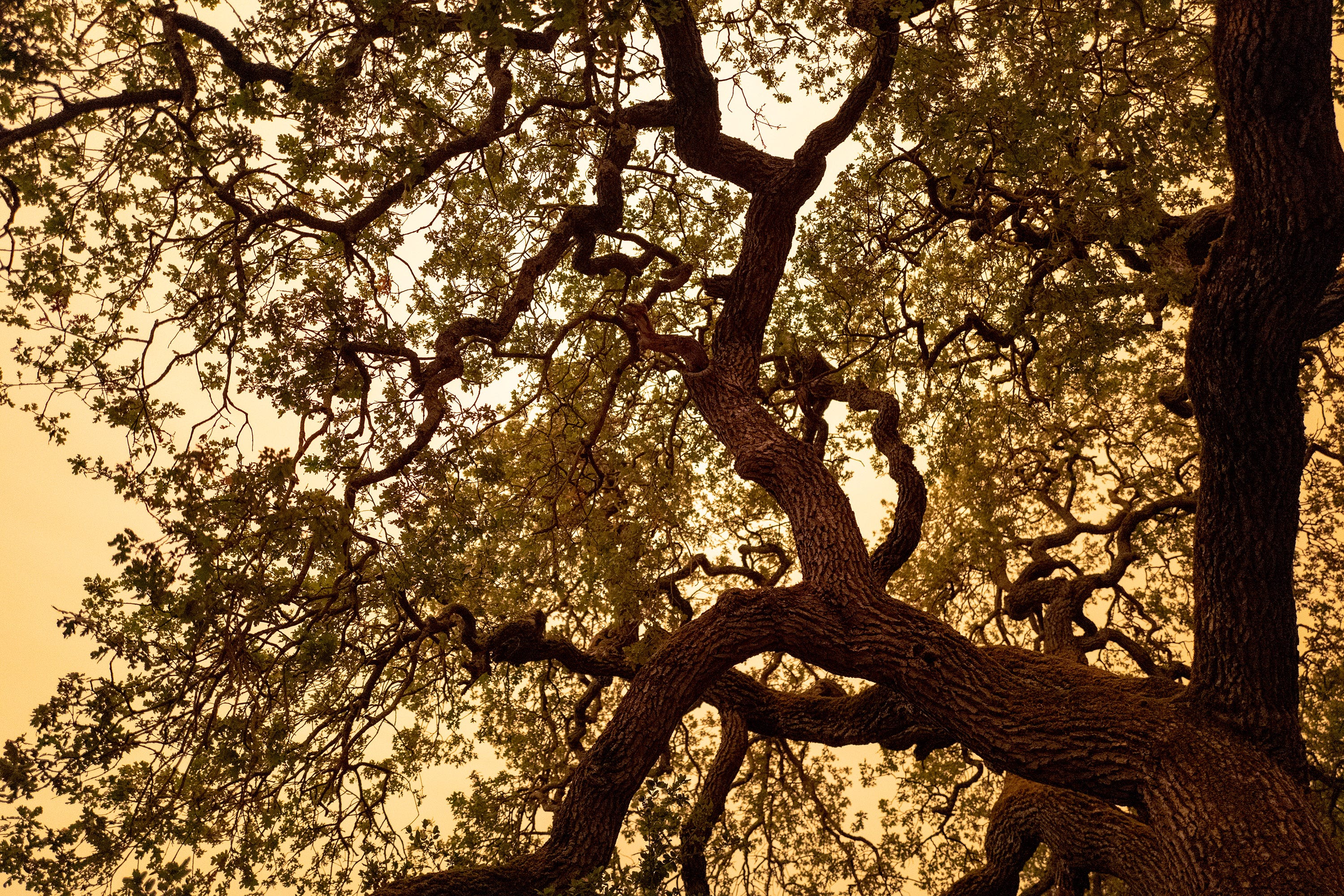 A tree with thin, twisty branches under a light orange sky filled with smoke.