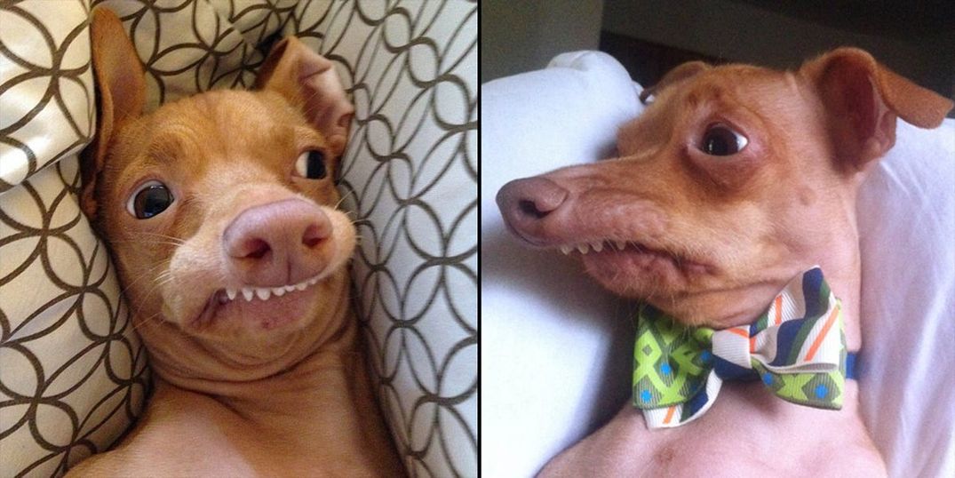 This Crazy Looking Dog Celeb in Town