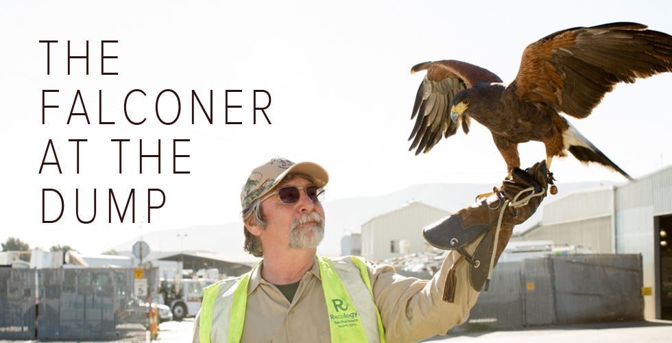 This Guy and His Trained Hawks Work at the SF Dump