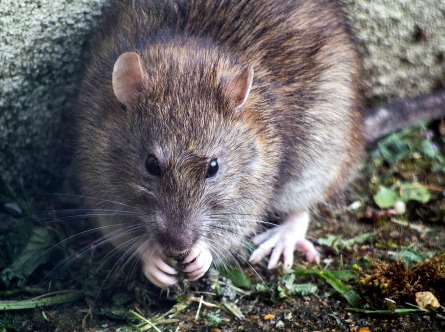 San Francisco Is the Fifth ‘Rattiest’ City in America