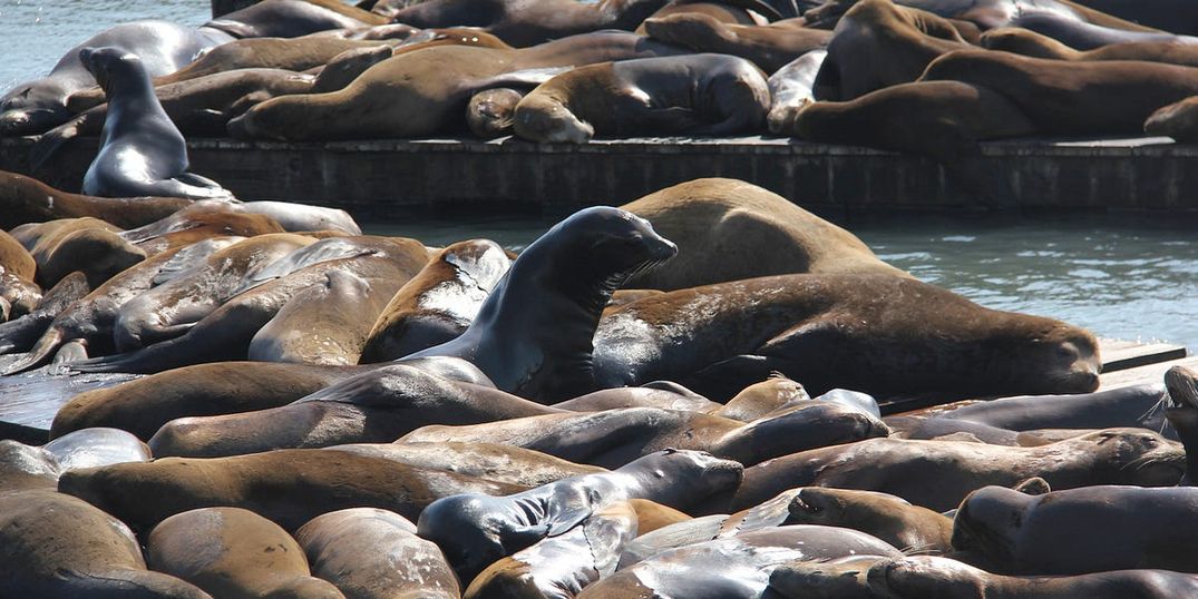 Everything You Need to Know About SF’s Sea Lions on Their 25 Anniversary Here