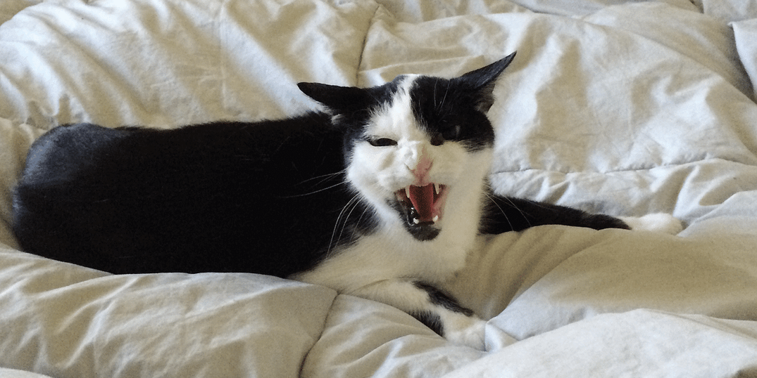Find Out If Your Cat’s Demonically Possessed