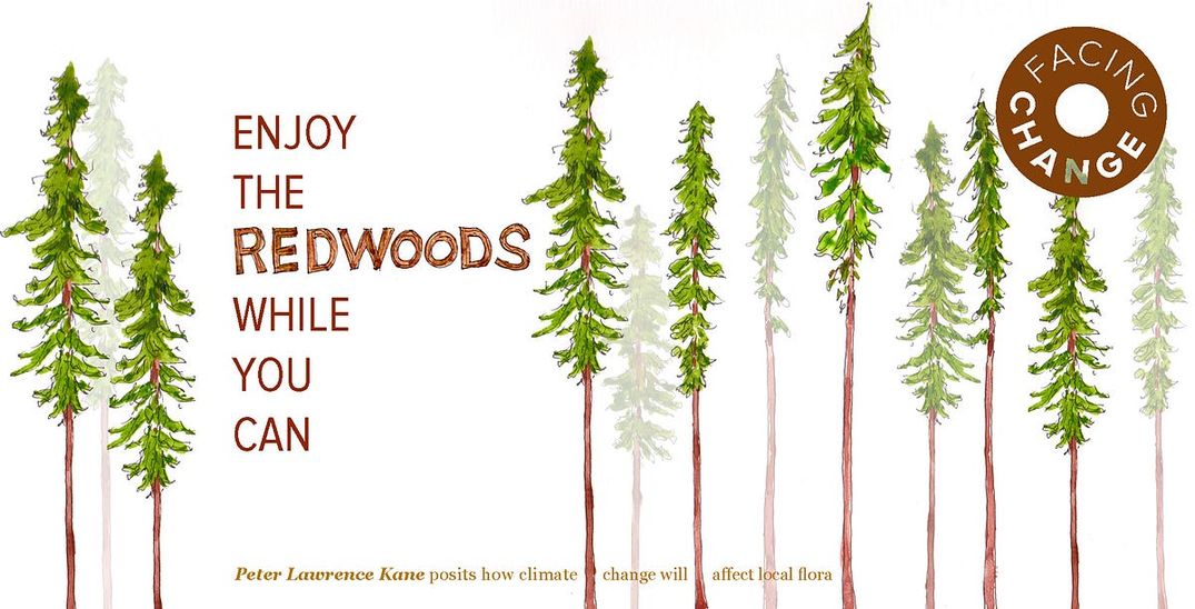 Enjoy the Redwoods While You Can