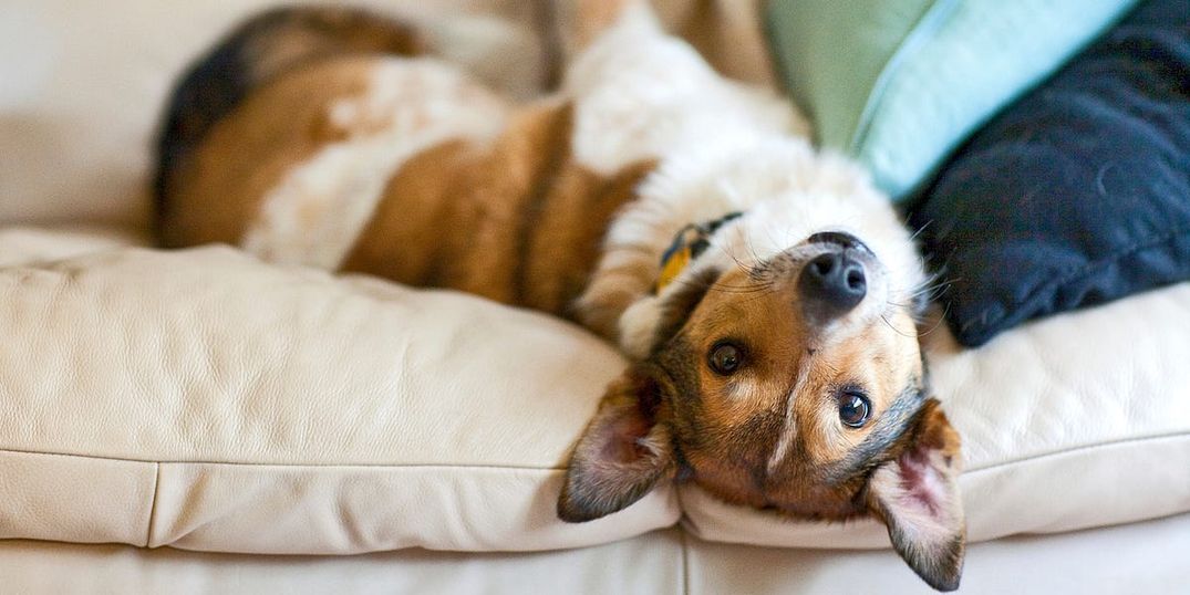How to Arrange a Free Dog Date
