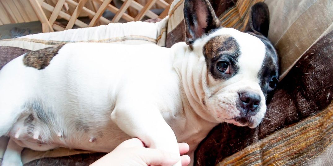 Onions & Meatballs Cause New Dog Poisoning Scares