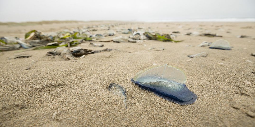 WTF Are These Things Washed Up on Ocean Beach?