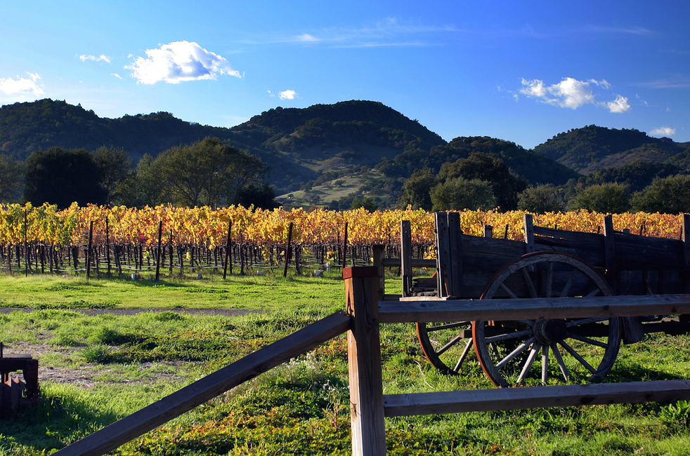 The Characters of Wine Country: An Insider’s View